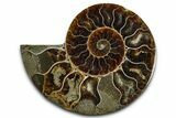 Cut & Polished Ammonite Fossil (Half) - Madagascar #364885-1